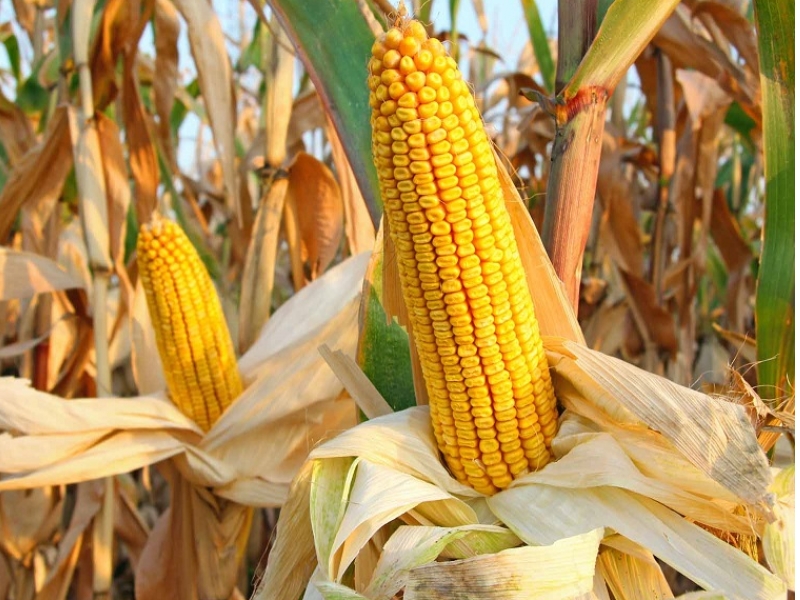 Eksperti Ministarstva poljoprivrede SAD (USDA) prognoziraju da će povećanje proizvodnje kukuruza u Kini povećati pritisak na svetske cene