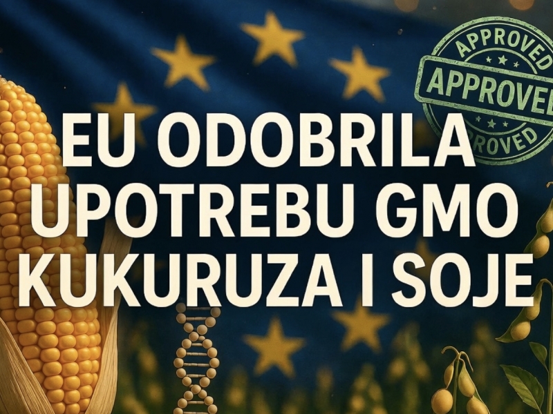 EU dozvolila upotrebu GMO kukuruza i soje