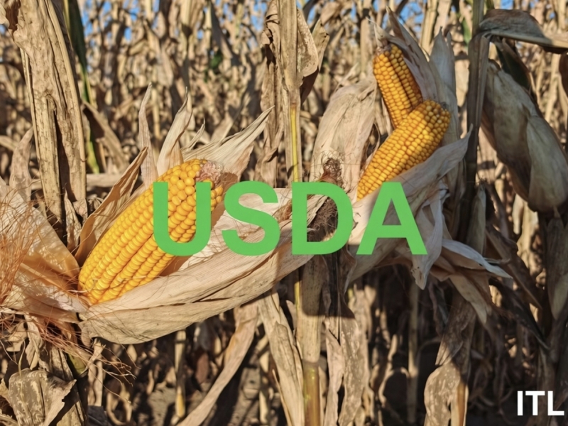 Stručnjaci Ministarstva poljoprivrede SAD (USDA) su naglo povećali prognoze za globalnu proizvodnju i zalihe kukuruza, posebno za SAD, što je dovelo do pada cene od 4,5%